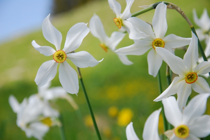 Narcisses, fleur emblématique du printemps